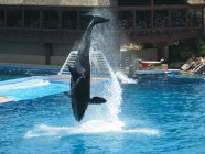 Click to Enter 'Baby Shamu' Page
